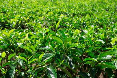 Çay plantasyon. Doğa arka plan