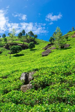 Çay plantasyon. Doğa arka plan