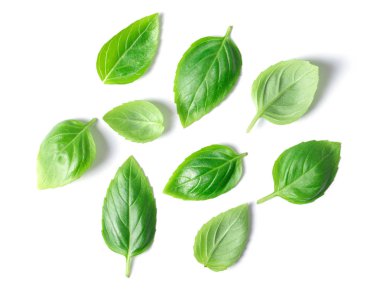 beyaz zemin üzerinde izole yeşil fesleğen yaprağı