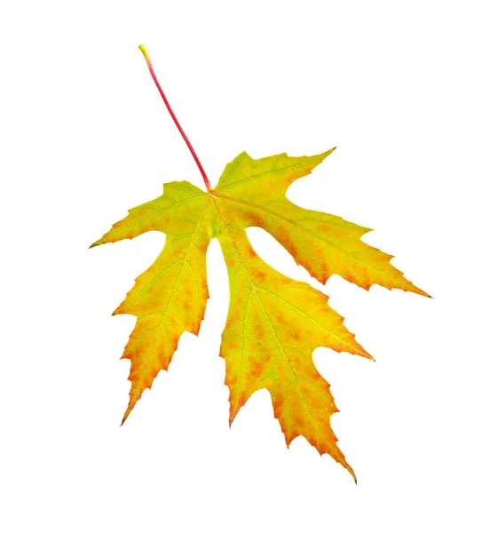 Podzimní Javorový List Izolované Bílém Pozadí — Stock fotografie
