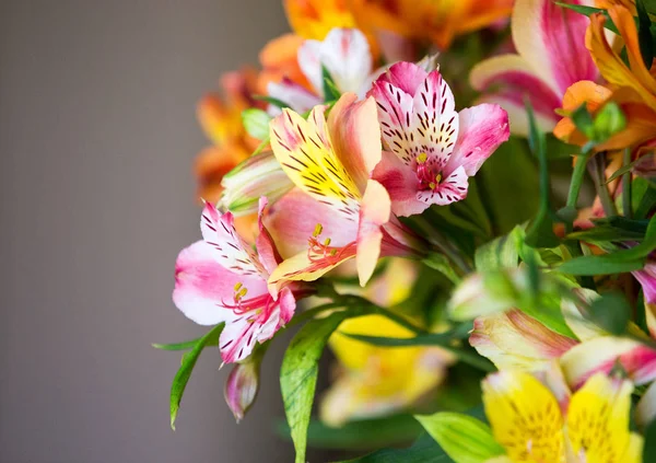 Daylily Closeup Fundo Borrado — Fotografia de Stock