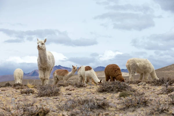 Lamas Huancavelica Peru — Fotografia de Stock