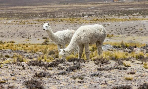Lama Andes Bergen Peru — Stockfoto