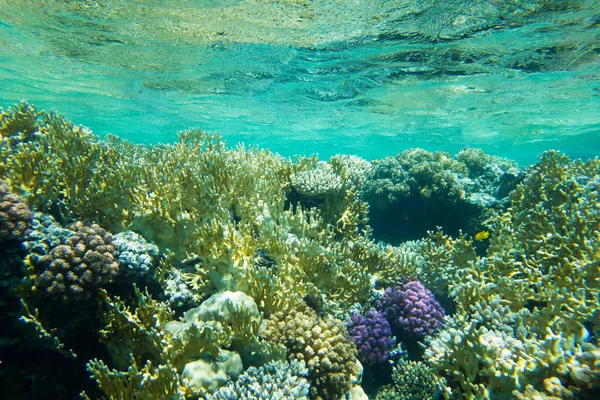 Подводный Голубой Океан Море — стоковое фото