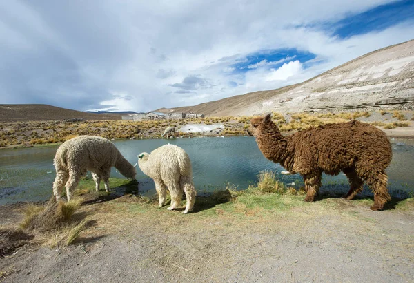 Lama Andes Bergen Peru — Stockfoto