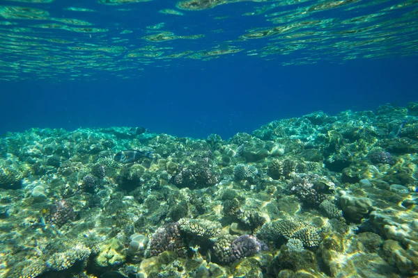 Podvodní Modrý Oceán Pozadí Moři — Stock fotografie