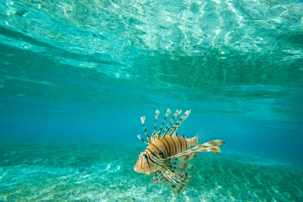 Lion Fish Swimming Water — Stock Photo, Image