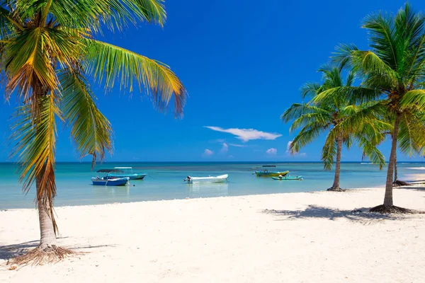 Palm Trópusi Strand — Stock Fotó