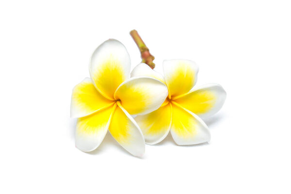 Цветок Франжипани на белом фоне