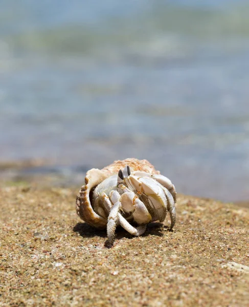 Hermit Crab Screw Shell — Stock Photo, Image
