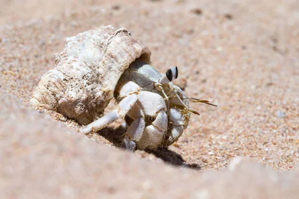 Hermit Crab Een Schroef Shell — Stockfoto