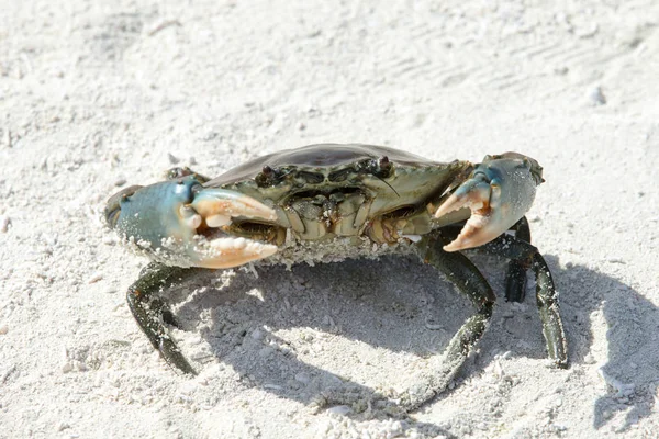 Crabe Tropical Sur Plage Heure Été — Photo
