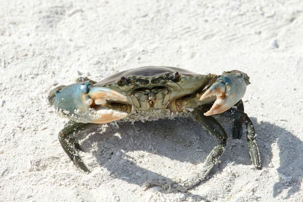 Tropická Krab Pláži Letní Čas — Stock fotografie