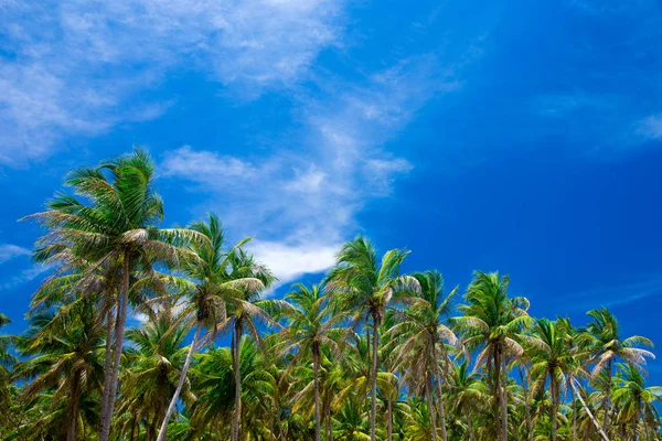 Palmen Gegen Blauen Himmel — Stockfoto