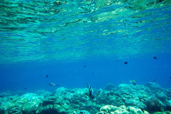 Unterwasser Blauer Ozean Hintergrund Meer — Stockfoto
