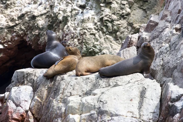 Sello Piel Descansa Sobre Roca — Foto de Stock