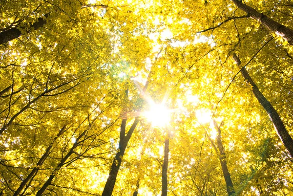 Листья в осеннем лесу — стоковое фото