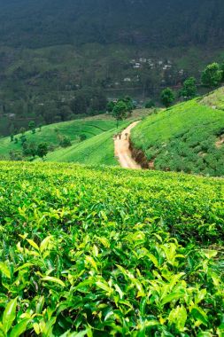 Çay plantasyon doğal görünümü. Doğa arka plan