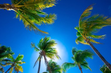 Hindistan cevizi palmiyeleri, güzel tropikal arka plan.