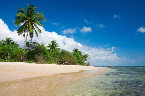 Красивий Пляж Спокійне Тропічне Море — стокове фото