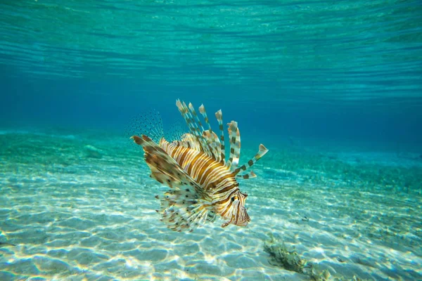 Lion Fish Swimming Water — Stock Photo, Image