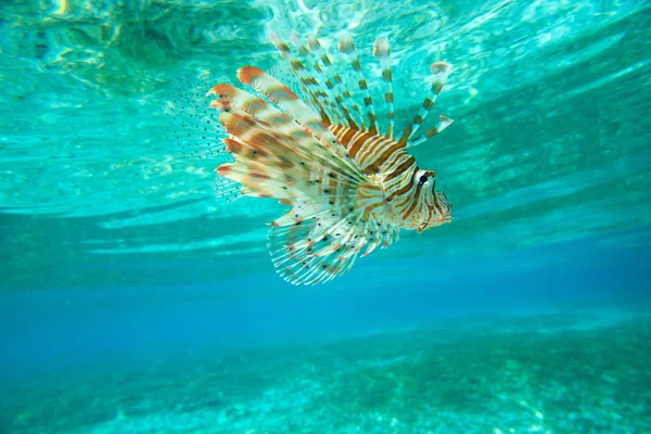 Lev Ryby Plavání Pod Vodou — Stock fotografie