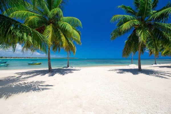 Playa Tropical Con Palmeras Laguna Azul —  Fotos de Stock