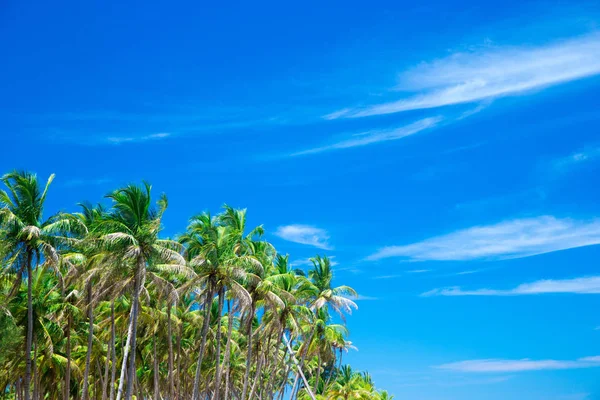 Palmen Vor Blauem Himmel — Stockfoto