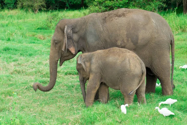 Jonge Olifant Direct Naast Een Volwassen — Stockfoto