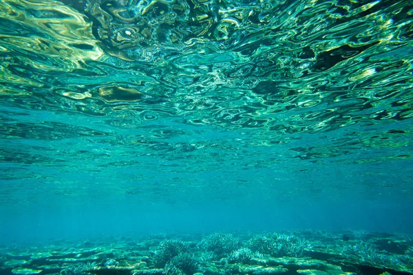 Tranquila Escena Submarina Con Espacio Para Copiar — Foto de Stock