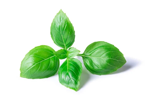 Basil Herb Leaves Isolated White Background Closeup — Stock Photo, Image