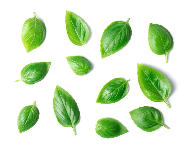 Green Basil Leaves Isolated White Background — Stock Photo, Image