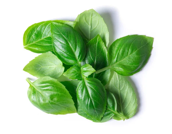 Green Basil Leaves Isolated White Background — Stock Photo, Image