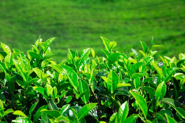 Malownicze Widoki Plantacji Herbaty Tle Natura — Zdjęcie stockowe