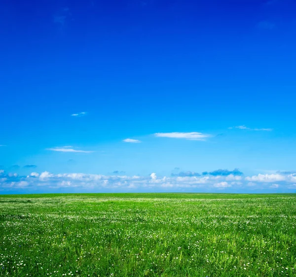 Fält Gräs Och Perfekt Blå Himmel — Stockfoto