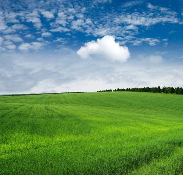 Fält Gräs Och Perfekt Blå Himmel — Stockfoto