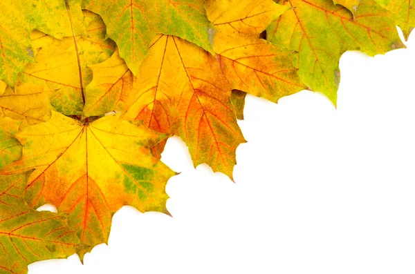 Pozadí Žluté Podzimní Listí Javor — Stock fotografie