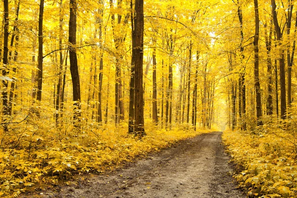 Folhas Caídas Amarelas Floresta Outono — Fotografia de Stock