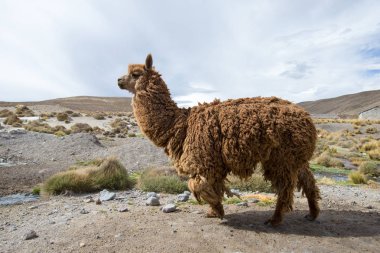 Lamas Andes, dağlar, Peru