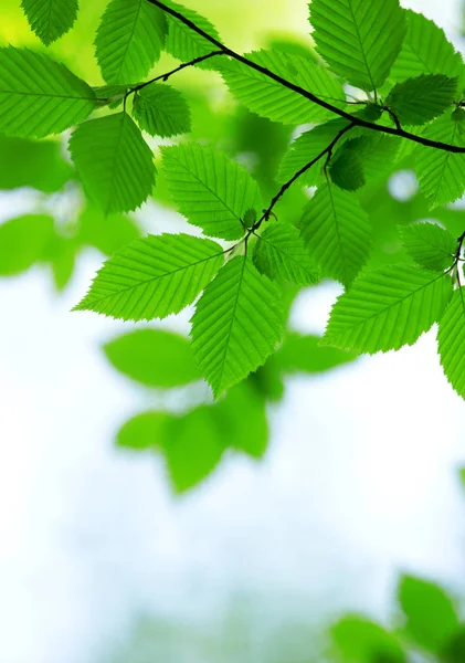 Hojas Verdes Fondo Día Soleado — Foto de Stock