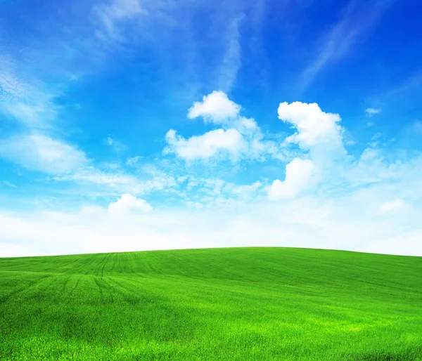 Grüne Wiese Und Blauer Himmel — Stockfoto