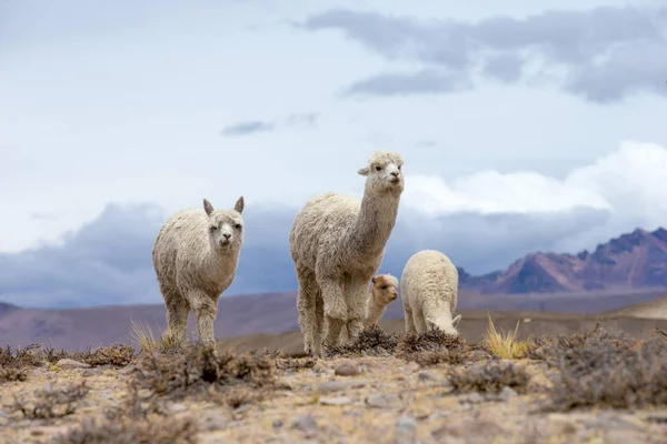 Lamy Andách Hory Peru — Stock fotografie