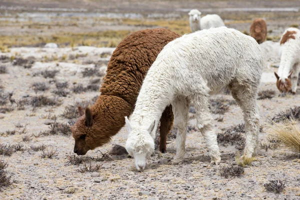 Lamas Andes Montagnes Pérou — Photo