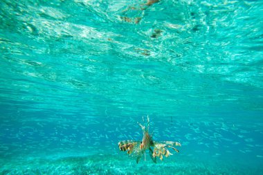 Aslan yüzme su altında balık