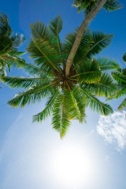 Hindistan cevizi palmiyeleri, güzel tropikal arka plan.