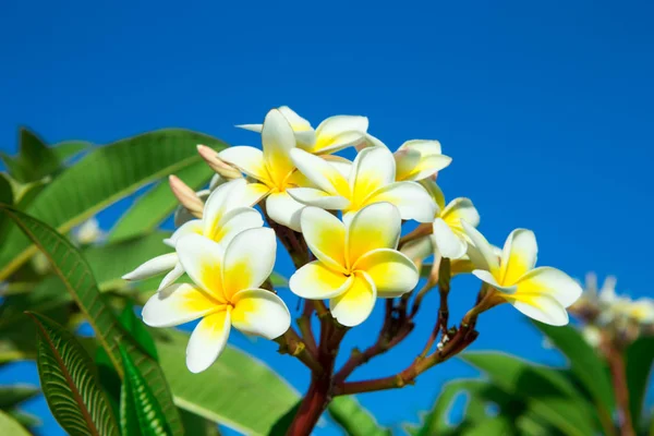 Plumeria Árvore Plumeria Com Céu — Fotografia de Stock