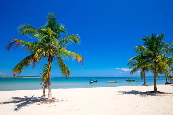 Palma Playa Tropical — Foto de Stock