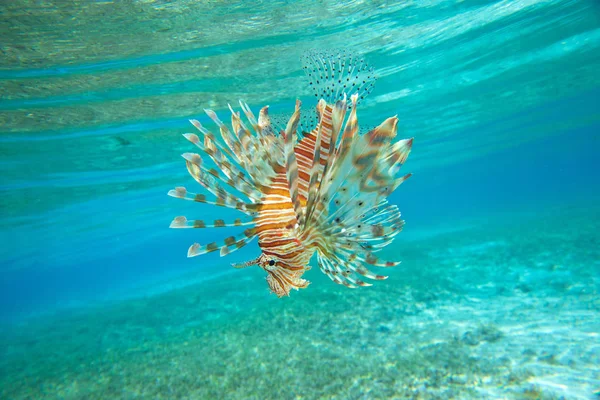 Lev Ryby Plavání Pod Vodou — Stock fotografie