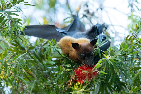 Murciélago Colgando Una Rama Árbol Murciélago Malayo — Foto de Stock
