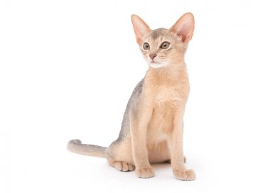 beyaz arkaplandaki kedi